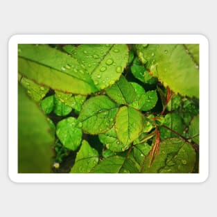 Rain drops on green leaves Sticker